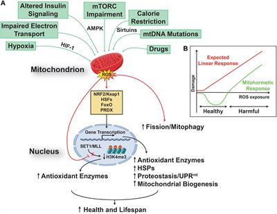 Do You Remember Mitochondria?